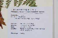 魚鱗蕨藏品圖，第5張