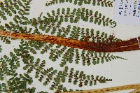 魚鱗蕨藏品圖，第6張
