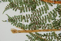 魚鱗蕨藏品圖，第7張