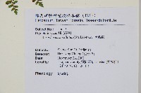 魚鱗蕨藏品圖，第9張