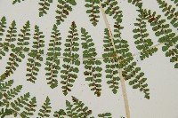 魚鱗蕨藏品圖，第10張