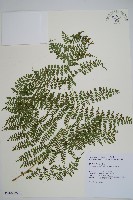 魚鱗蕨藏品圖，第13張