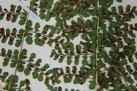 魚鱗蕨藏品圖，第17張