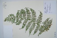 魚鱗蕨藏品圖，第18張