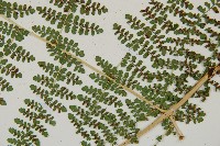 魚鱗蕨藏品圖，第20張