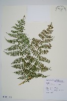 魚鱗蕨藏品圖，第23張