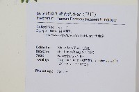 魚鱗蕨藏品圖，第24張