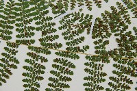 魚鱗蕨藏品圖，第26張