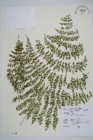 魚鱗蕨藏品圖，第28張