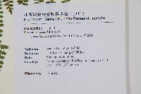 魚鱗蕨藏品圖，第29張