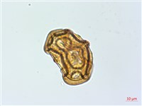 魚鱗蕨藏品圖，第2張