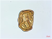 魚鱗蕨藏品圖，第4張