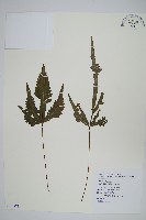 二形鳳尾蕨藏品圖，第1張