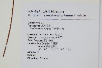 二形鳳尾蕨藏品圖，第2張