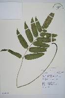 馬鞍山雙蓋蕨藏品圖，第1張