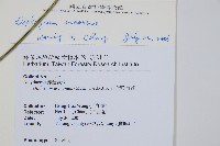 馬鞍山雙蓋蕨藏品圖，第2張