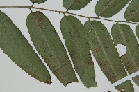 馬鞍山雙蓋蕨藏品圖，第3張