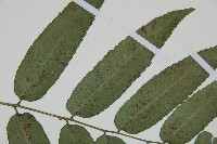 馬鞍山雙蓋蕨藏品圖，第4張