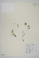 翠蕨藏品圖，第1張