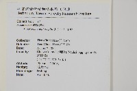 翠蕨藏品圖，第2張