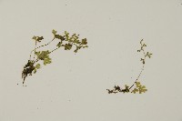 翠蕨藏品圖，第4張