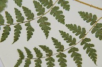 長苞雙蓋蕨、鱗柄雙蓋蕨藏品圖，第3張