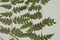 長苞雙蓋蕨、鱗柄雙蓋蕨藏品圖，第4張