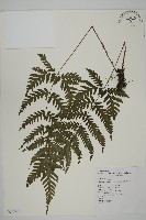 薄葉擬肋毛蕨藏品圖，第1張