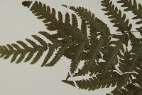 薄葉擬肋毛蕨藏品圖，第3張