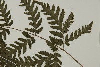 薄葉擬肋毛蕨藏品圖，第4張