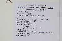 抱樹蕨、伏石蕨藏品圖，第2張