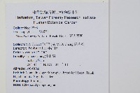 萊氏蕗蕨藏品圖，第2張