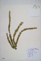 杉葉石松藏品圖，第1張