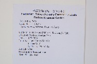 杉葉石松藏品圖，第2張