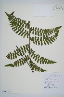 翅柄雙蓋蕨藏品圖，第1張