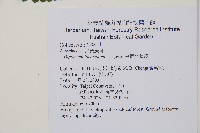 翅柄雙蓋蕨藏品圖，第2張