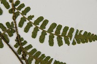 翅柄雙蓋蕨藏品圖，第3張