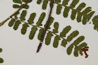 翅柄雙蓋蕨藏品圖，第4張