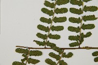 翅柄雙蓋蕨藏品圖，第5張