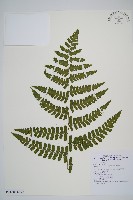 翅柄雙蓋蕨藏品圖，第6張