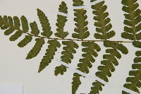 翅柄雙蓋蕨藏品圖，第9張