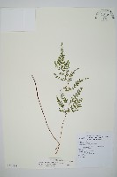 三角葉陵齒蕨藏品圖，第1張