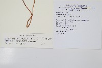 三角葉陵齒蕨藏品圖，第2張