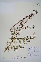 毛冷蕨藏品圖，第1張