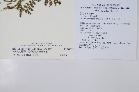 毛冷蕨藏品圖，第2張