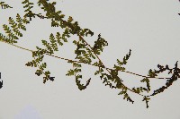 毛冷蕨藏品圖，第3張