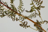 毛冷蕨藏品圖，第4張