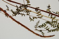 毛冷蕨藏品圖，第5張