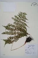 對生蹄蓋蕨藏品圖，第1張