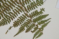 對生蹄蓋蕨藏品圖，第3張